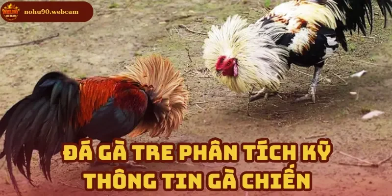 Tổng hợp yếu tố quan trọng trong phân tích gà chiến