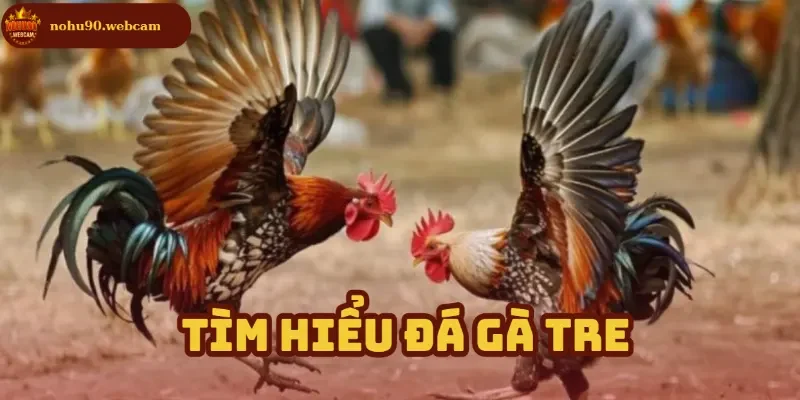 Tổng quan về đấu gà Tre trên nền tảng trực tuyến